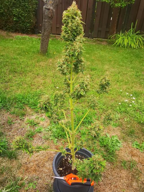 Gewinnspielseeds - Grow. Week 11