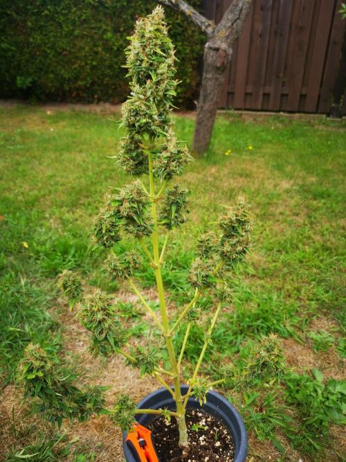 Gewinnspielseeds - Grow. Week 11