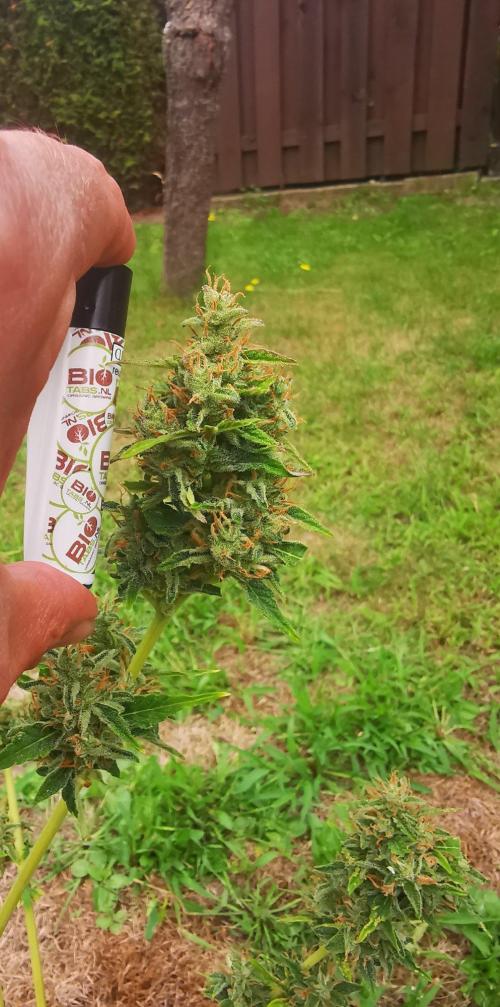 Gewinnspielseeds - Grow. Week 11