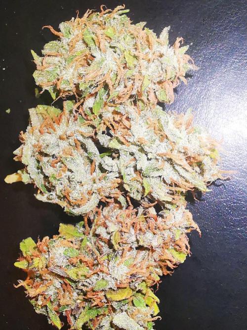 Gewinnspielseeds - Grow. Week 11