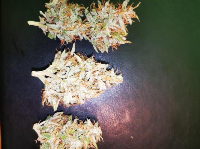 Gewinnspielseeds - Grow. Week 11