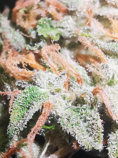 Gewinnspielseeds - Grow. Week 11