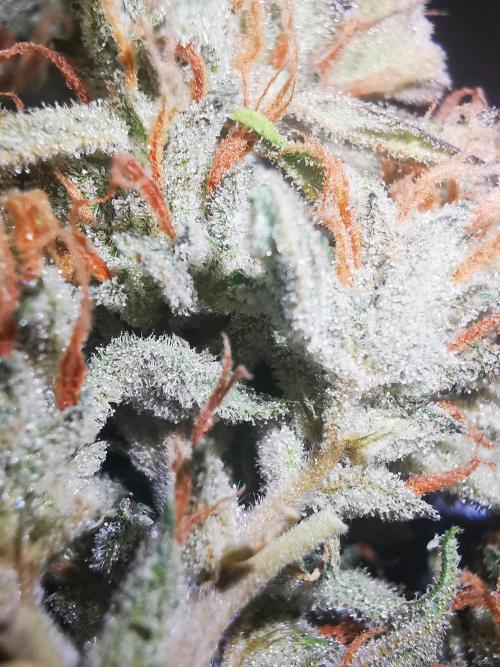 Gewinnspielseeds - Grow. Week 11
