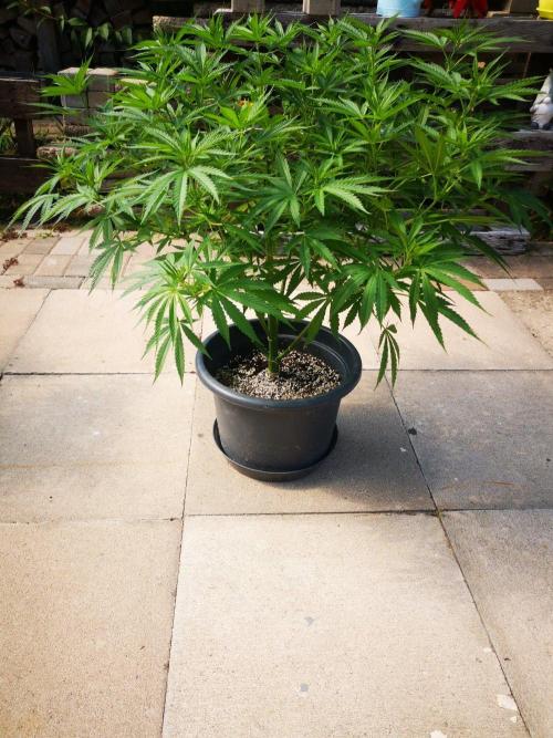 Gewinnspielseeds - Grow. Week 12