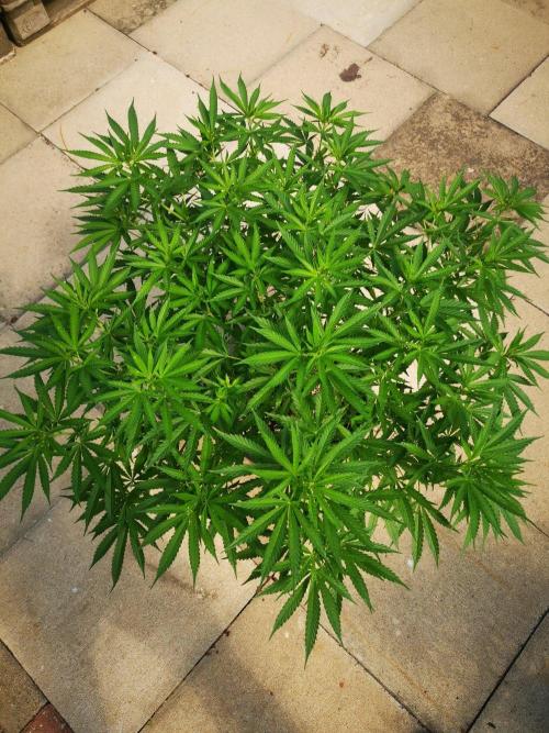 Gewinnspielseeds - Grow. Week 12