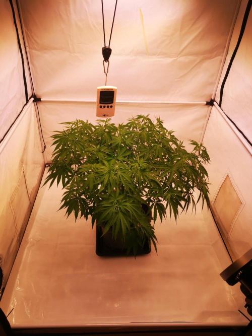 Gewinnspielseeds - Grow. Week 12