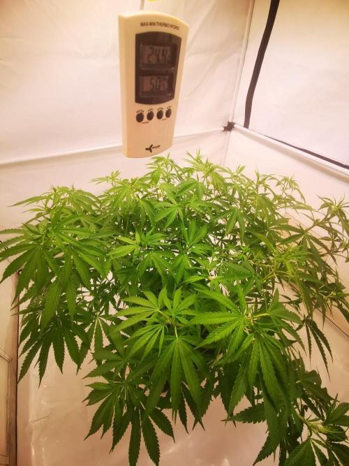 Gewinnspielseeds - Grow. Week 12