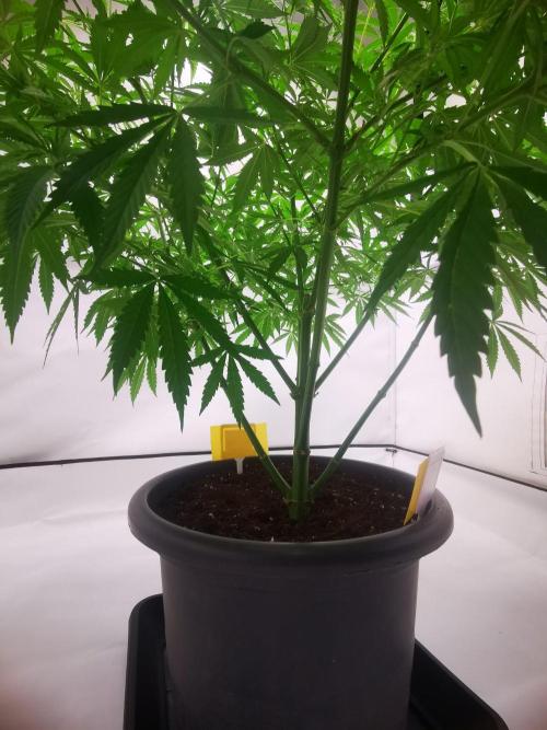 Gewinnspielseeds - Grow. Week 12