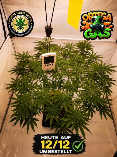 Gewinnspielseeds - Grow. Week 13