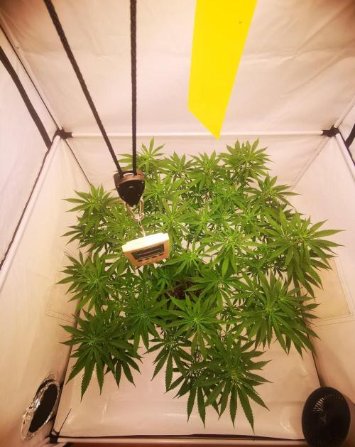 Gewinnspielseeds - Grow. Week 13
