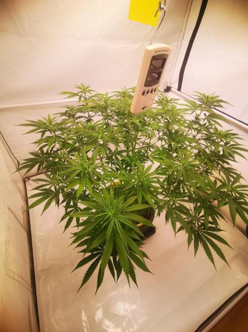 Gewinnspielseeds - Grow. Week 13