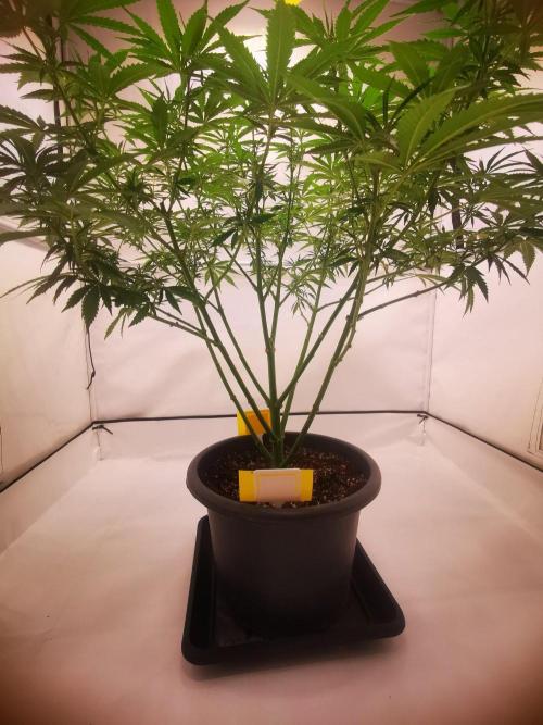 Gewinnspielseeds - Grow. Week 13