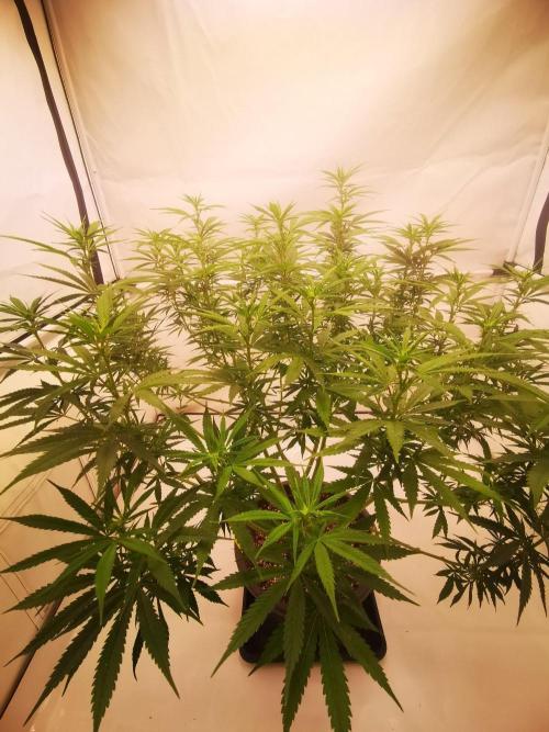 Gewinnspielseeds - Grow. Week 14