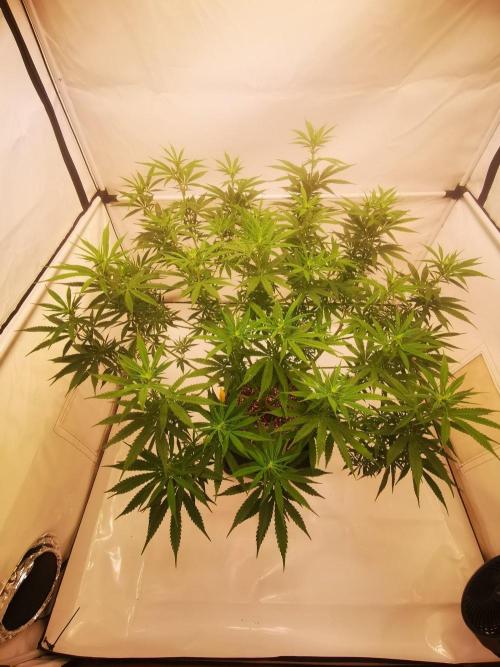 Gewinnspielseeds - Grow. Week 14