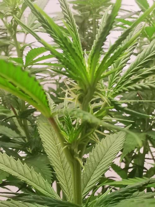 Gewinnspielseeds - Grow. Week 14