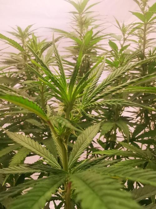 Gewinnspielseeds - Grow. Week 14