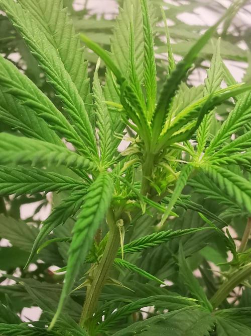 Gewinnspielseeds - Grow. Week 14