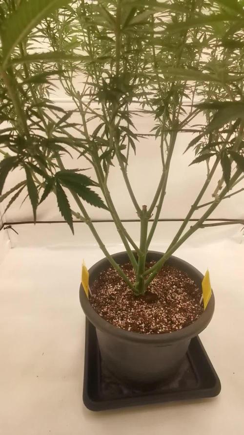 Gewinnspielseeds - Grow