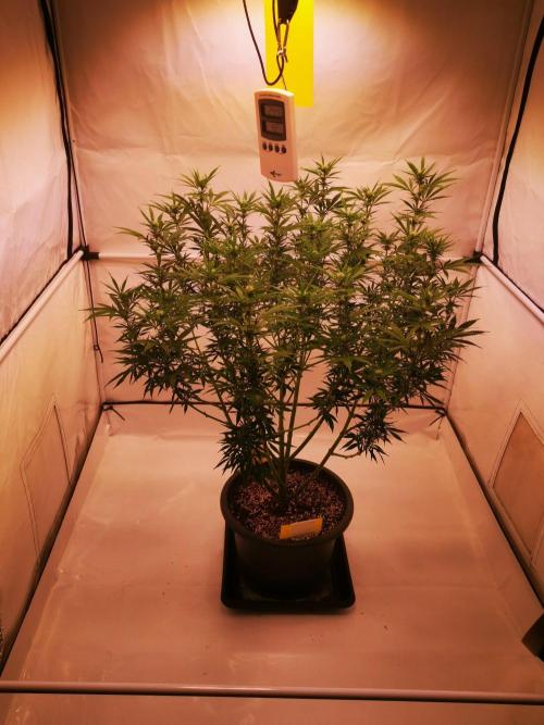 Gewinnspielseeds - Grow. Week 15