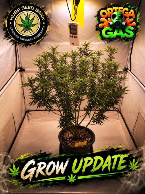 Gewinnspielseeds - Grow. Week 15