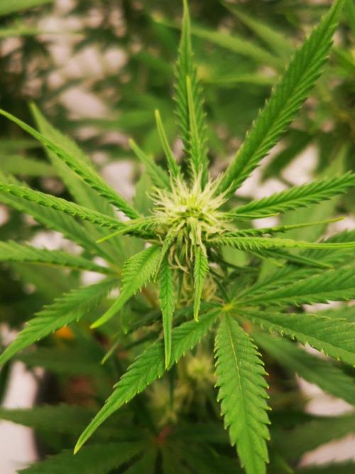 Gewinnspielseeds - Grow. Week 15