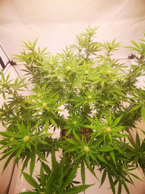 Gewinnspielseeds - Grow. Week 15