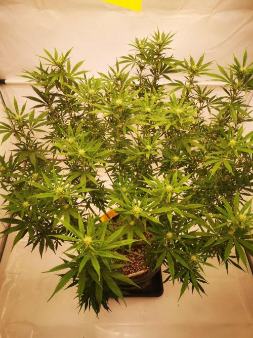 Gewinnspielseeds - Grow. Week 15