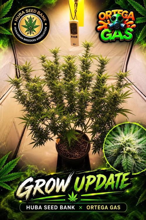 Gewinnspielseeds - Grow. Week 16