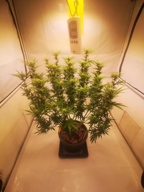 Gewinnspielseeds - Grow. Week 16