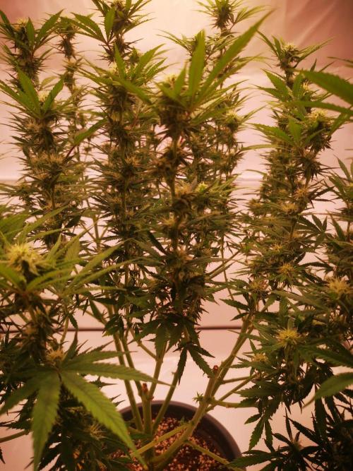 Gewinnspielseeds - Grow. Week 16
