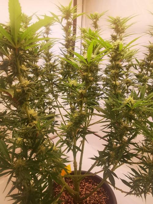 Gewinnspielseeds - Grow. Week 16