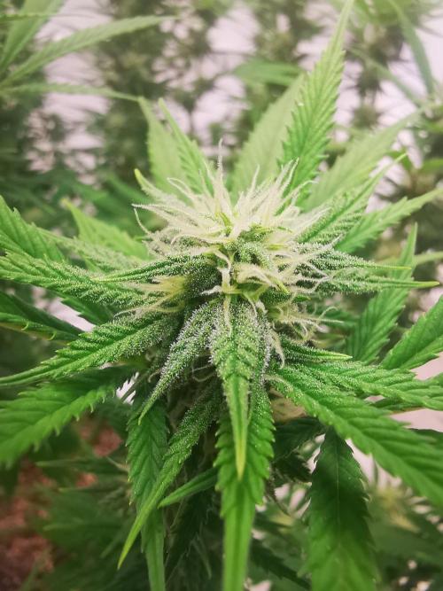 Gewinnspielseeds - Grow. Week 16