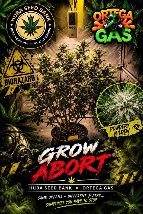Gewinnspielseeds - Grow. Week 17