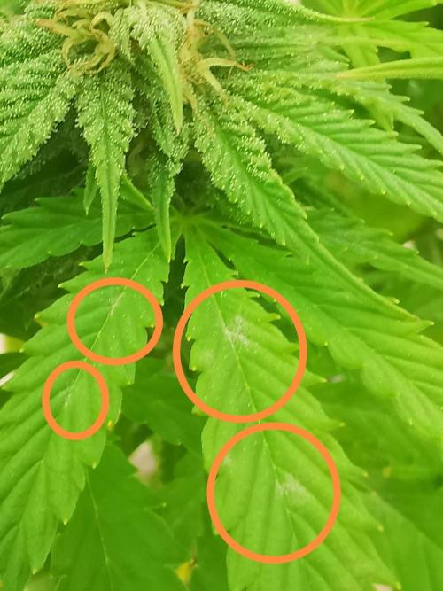 Gewinnspielseeds - Grow. Week 17