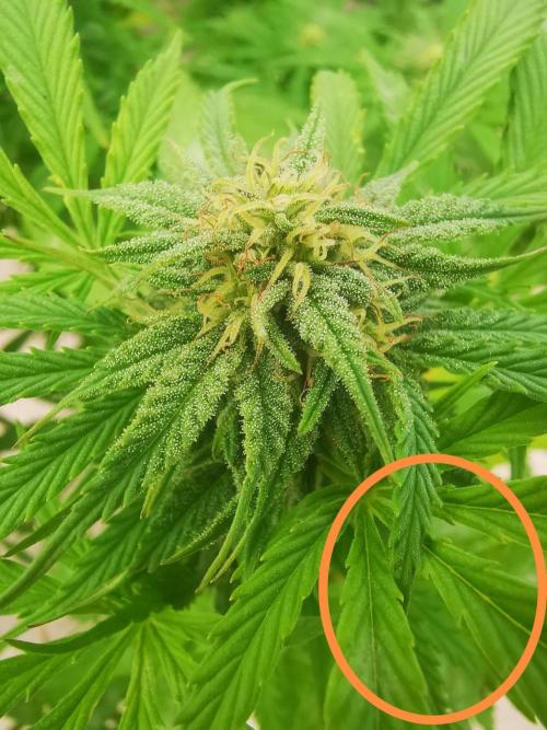 Gewinnspielseeds - Grow. Week 17