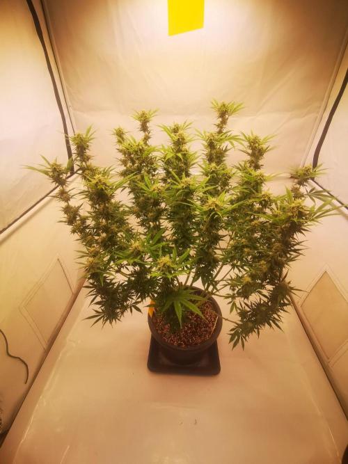 Gewinnspielseeds - Grow. Week 17