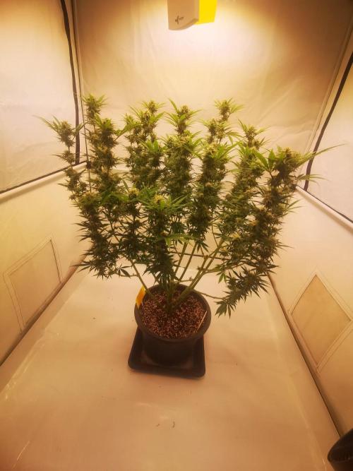 Gewinnspielseeds - Grow. Week 17