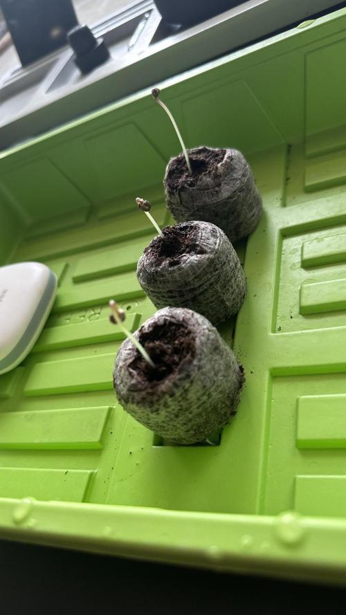 1st Grow [NOS / Midnight Marathon F4]. Week 0