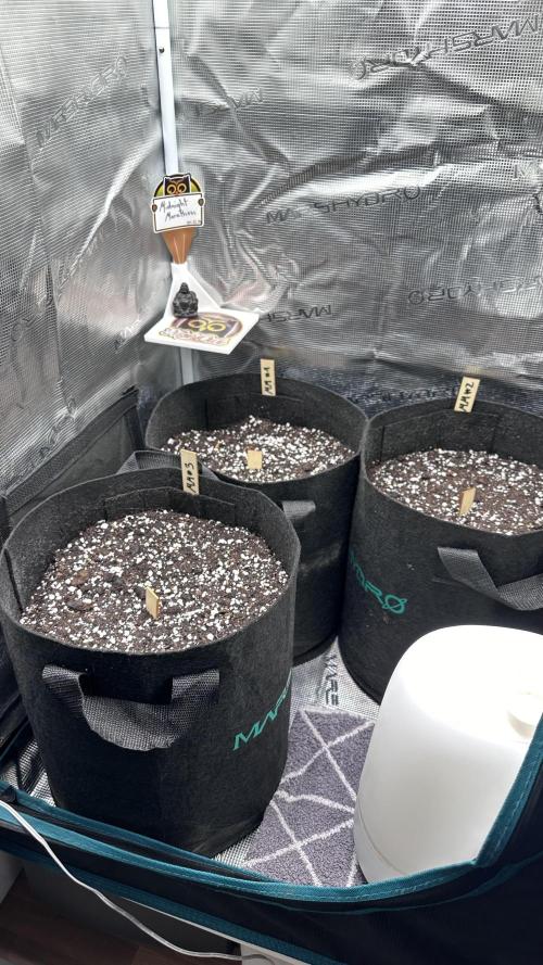 1st Grow [NOS / Midnight Marathon F4]. Week 0