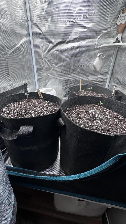 1st Grow [NOS / Midnight Marathon F4]. Week 1