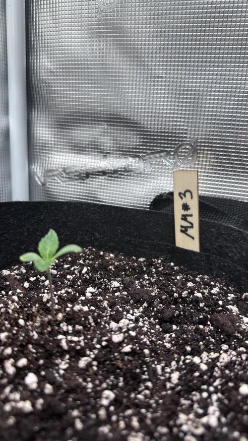 1st Grow [NOS / Midnight Marathon F4]. Week 1