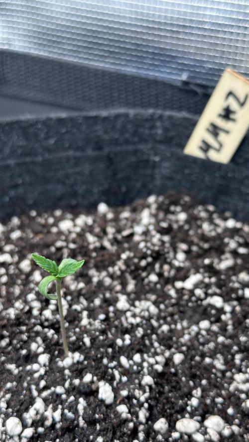 1st Grow [NOS / Midnight Marathon F4]. Week 1