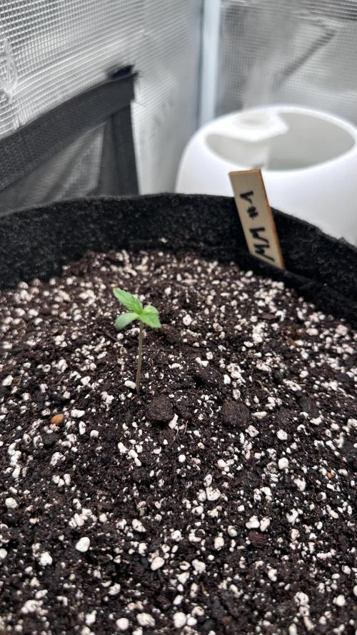 1st Grow [NOS / Midnight Marathon F4]. Week 1