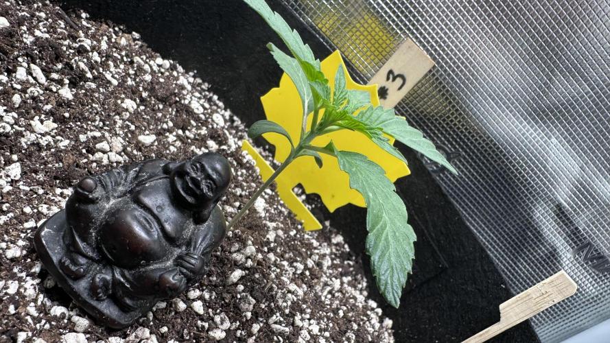 1st Grow [NOS / Midnight Marathon F4]. Week 2