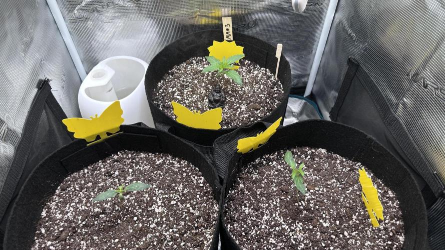 1st Grow [NOS / Midnight Marathon F4]. Week 2