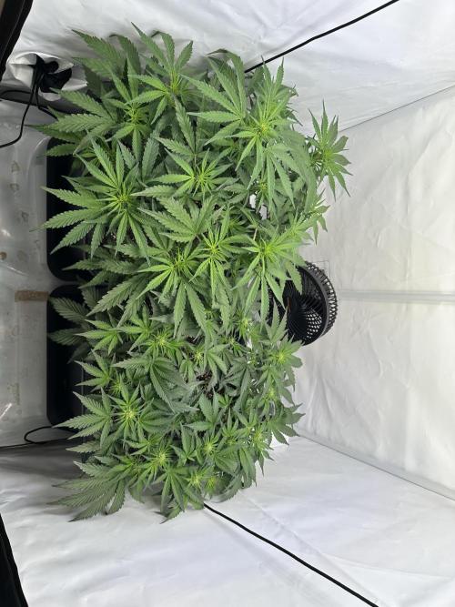 Gorilla Z FB420 X Green Gelato Auto RQS. Week 6