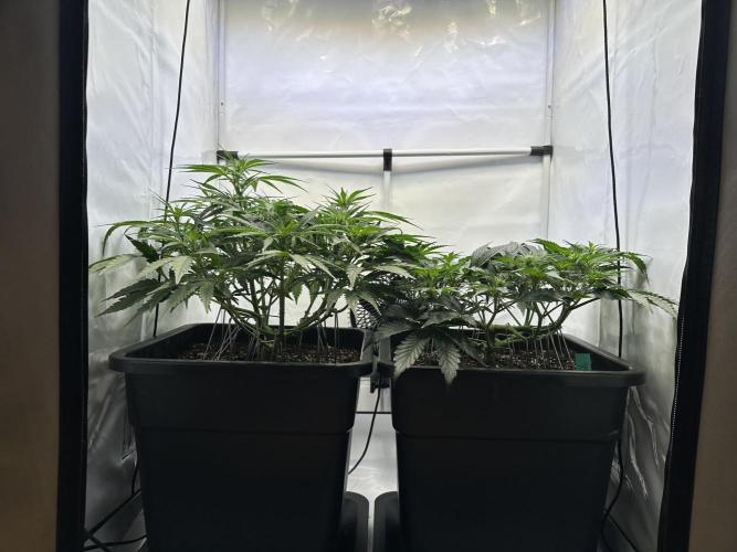 Gorilla Z FB420 X Green Gelato Auto RQS. Week 6