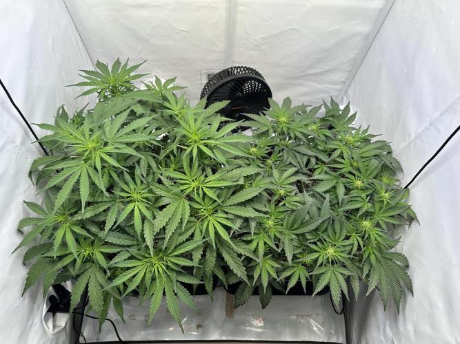 Gorilla Z FB420 X Green Gelato Auto RQS. Week 6