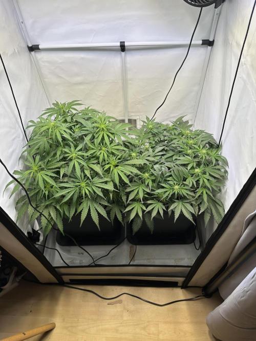 Gorilla Z FB420 X Green Gelato Auto RQS. Week 6