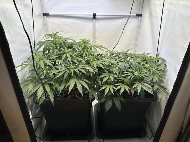 Gorilla Z FB420 X Green Gelato Auto RQS. Week 6